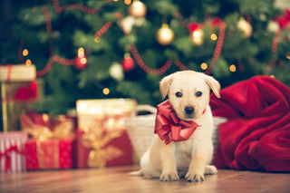 Nurturing the Spirit of Giving: A Post-Christmas Reflection on Pets as Presents