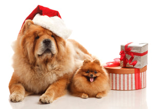 Keeping Your Pets Safe and Sound: Protecting Your Dogs and Cats During the Holiday Season