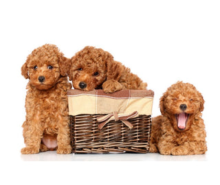 Unveiling the Charm of Oodle Dog Breeds: 7 Essential Tips for Happy Ownership